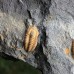 Litavkaspis rejkovicensis